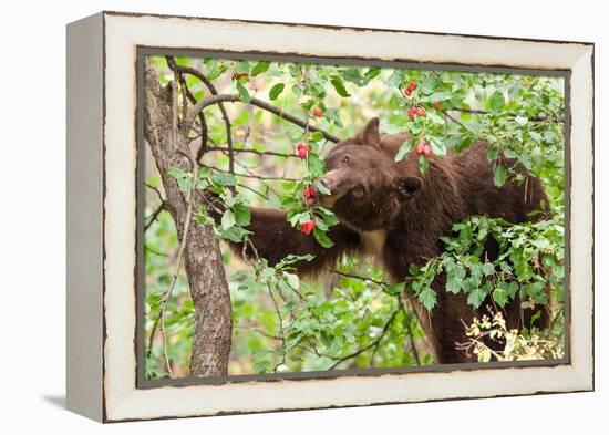 Juvenile Black Bear Eating Fruit in Missoula, Montana-James White-Framed Premier Image Canvas