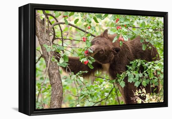 Juvenile Black Bear Eating Fruit in Missoula, Montana-James White-Framed Premier Image Canvas