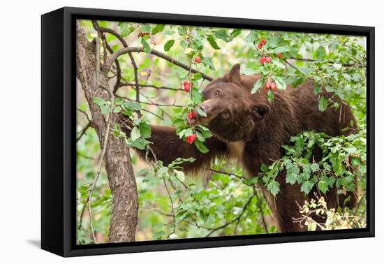 Juvenile Black Bear Eating Fruit in Missoula, Montana-James White-Framed Premier Image Canvas