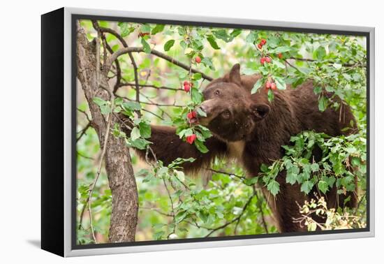 Juvenile Black Bear Eating Fruit in Missoula, Montana-James White-Framed Premier Image Canvas