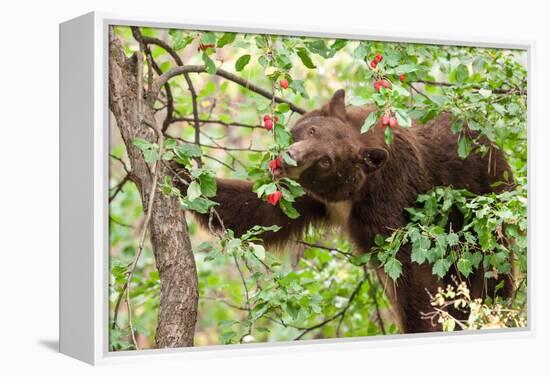 Juvenile Black Bear Eating Fruit in Missoula, Montana-James White-Framed Premier Image Canvas