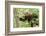 Juvenile Black Bear Eating Fruit in Missoula, Montana-James White-Framed Photographic Print