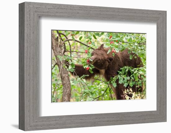 Juvenile Black Bear Eating Fruit in Missoula, Montana-James White-Framed Photographic Print