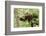 Juvenile Black Bear Eating Fruit in Missoula, Montana-James White-Framed Photographic Print