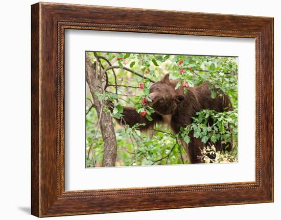 Juvenile Black Bear Eating Fruit in Missoula, Montana-James White-Framed Photographic Print