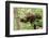 Juvenile Black Bear Eating Fruit in Missoula, Montana-James White-Framed Photographic Print