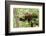 Juvenile Black Bear Eating Fruit in Missoula, Montana-James White-Framed Photographic Print