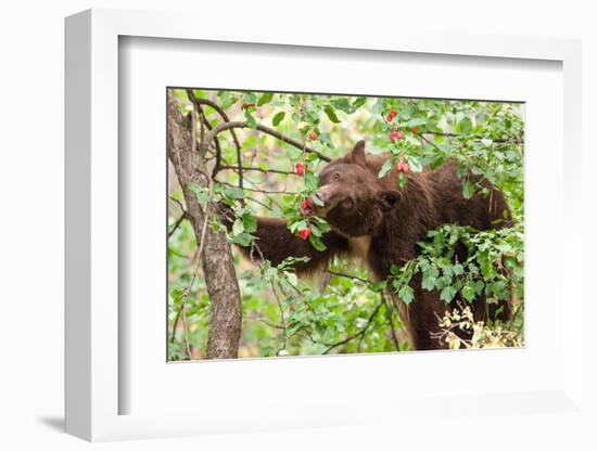 Juvenile Black Bear Eating Fruit in Missoula, Montana-James White-Framed Photographic Print