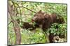 Juvenile Black Bear Eating Fruit in Missoula, Montana-James White-Mounted Photographic Print