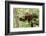 Juvenile Black Bear Eating Fruit in Missoula, Montana-James White-Framed Photographic Print