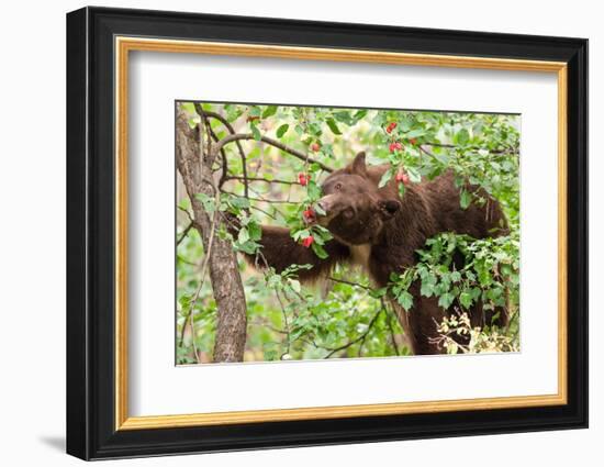 Juvenile Black Bear Eating Fruit in Missoula, Montana-James White-Framed Photographic Print