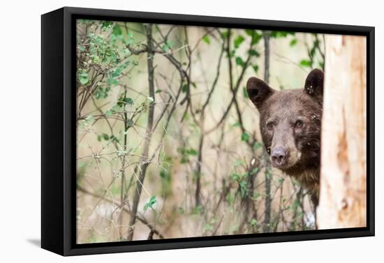 Juvenile Black Bear Portrait, Missoula, Montana-James White-Framed Premier Image Canvas