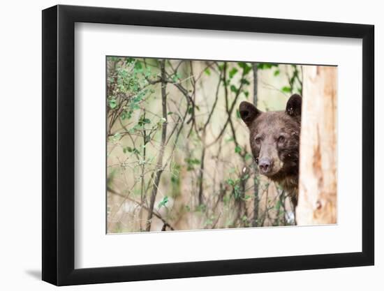 Juvenile Black Bear Portrait, Missoula, Montana-James White-Framed Photographic Print