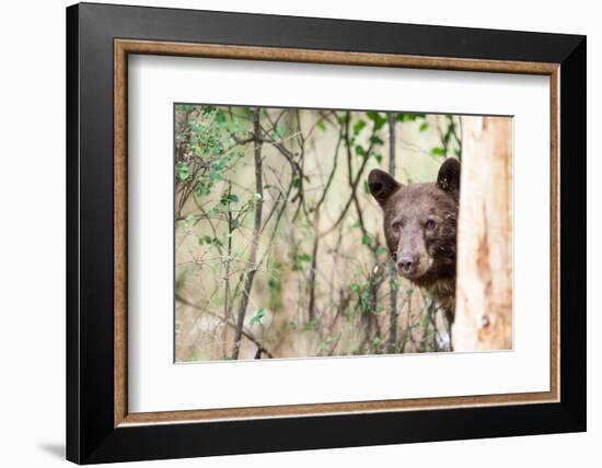 Juvenile Black Bear Portrait, Missoula, Montana-James White-Framed Photographic Print