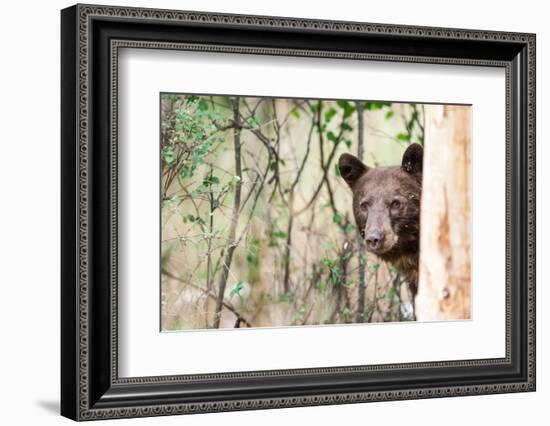 Juvenile Black Bear Portrait, Missoula, Montana-James White-Framed Photographic Print