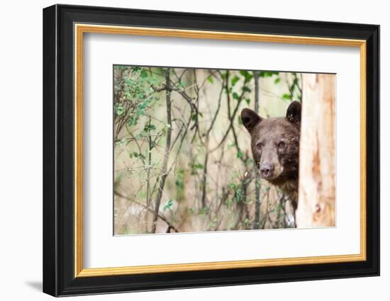 Juvenile Black Bear Portrait, Missoula, Montana-James White-Framed Photographic Print