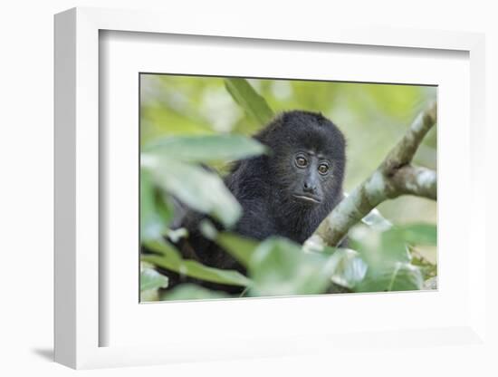 Juvenile Black Howler monkey, Community Baboon Sanctuary, Bermudian Landing, Belize-William Sutton-Framed Photographic Print