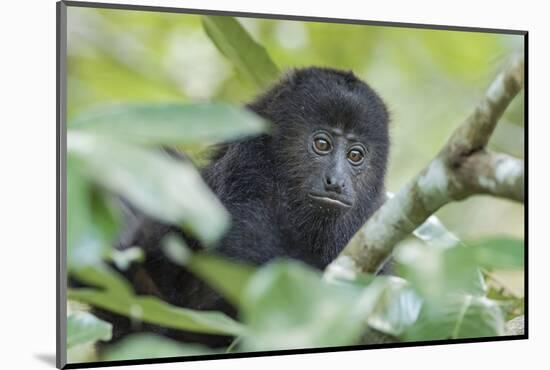 Juvenile Black Howler monkey, Community Baboon Sanctuary, Bermudian Landing, Belize-William Sutton-Mounted Photographic Print