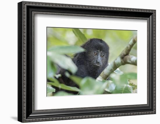 Juvenile Black Howler monkey, Community Baboon Sanctuary, Bermudian Landing, Belize-William Sutton-Framed Photographic Print