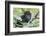 Juvenile Black Howler monkey, Community Baboon Sanctuary, Bermudian Landing, Belize-William Sutton-Framed Photographic Print