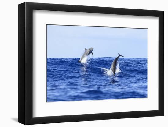 Juvenile Bottlenose Dolphins playing near Kona, Big Island, Hawaii, USA-Stuart Westmorland-Framed Photographic Print