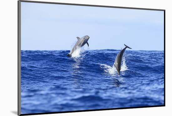 Juvenile Bottlenose Dolphins playing near Kona, Big Island, Hawaii, USA-Stuart Westmorland-Mounted Photographic Print