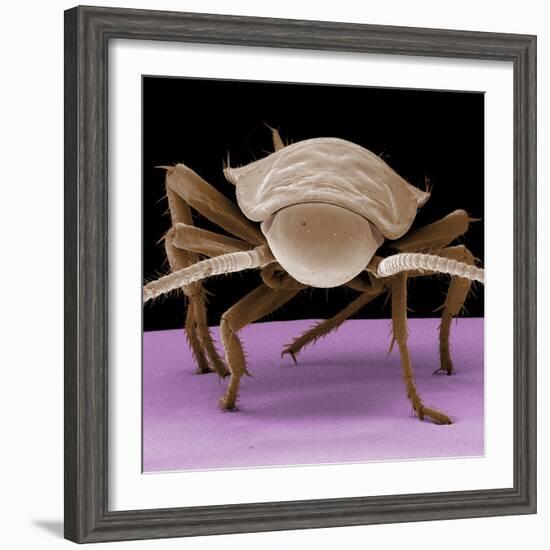 Juvenile Cockroach-null-Framed Photographic Print