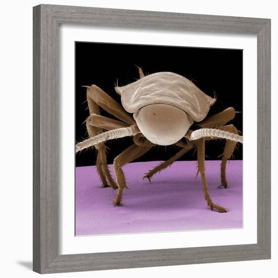 Juvenile Cockroach-null-Framed Photographic Print