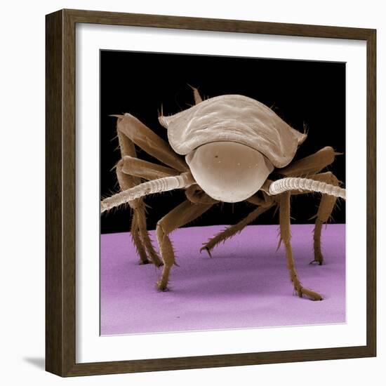 Juvenile Cockroach-null-Framed Photographic Print