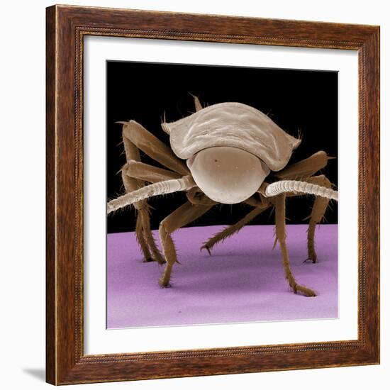 Juvenile Cockroach-null-Framed Photographic Print