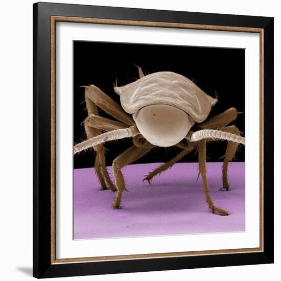 Juvenile Cockroach-null-Framed Photographic Print