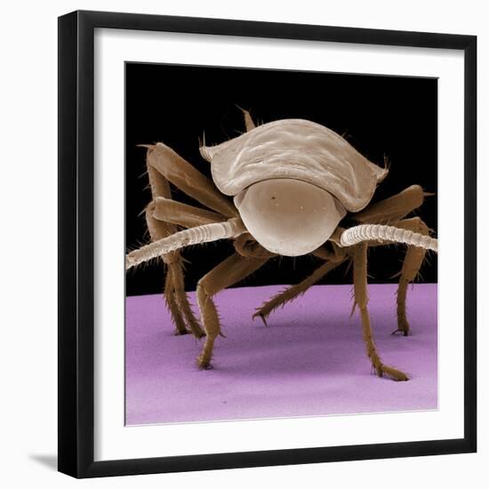 Juvenile Cockroach-null-Framed Photographic Print