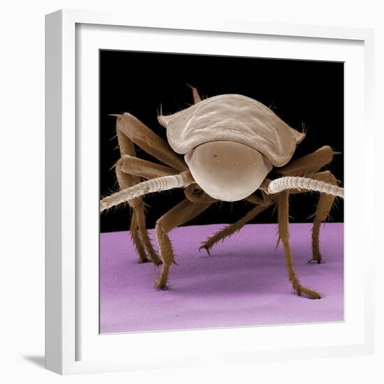 Juvenile Cockroach-null-Framed Photographic Print