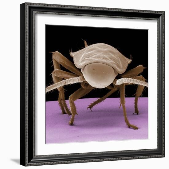 Juvenile Cockroach-null-Framed Photographic Print