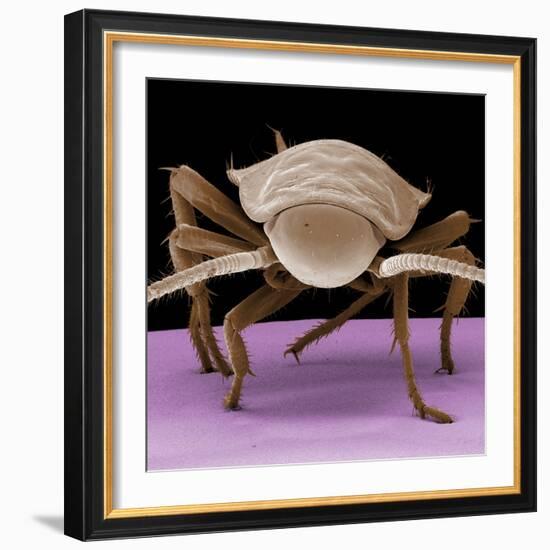 Juvenile Cockroach-null-Framed Photographic Print