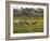 Juvenile Common Cranes (Grus Grus) Released by Great Crane Project on Somerset Levels, England-Nick Upton-Framed Photographic Print