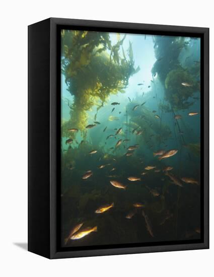 Juvenile Copper Rockfish Hiding Among, Giant Kelp, Browning Passage, British Columbia, Canada-Stuart Westmorland-Framed Premier Image Canvas