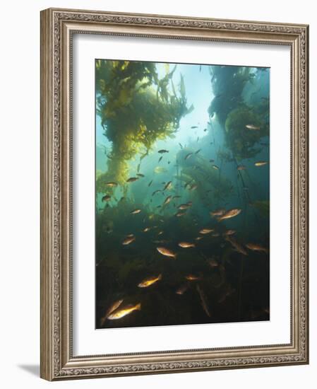 Juvenile Copper Rockfish Hiding Among, Giant Kelp, Browning Passage, British Columbia, Canada-Stuart Westmorland-Framed Photographic Print