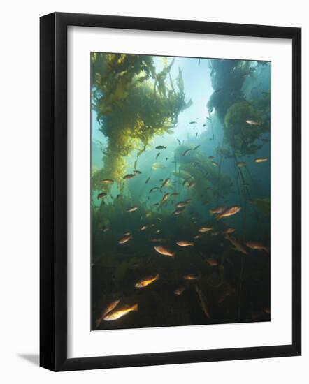 Juvenile Copper Rockfish Hiding Among, Giant Kelp, Browning Passage, British Columbia, Canada-Stuart Westmorland-Framed Photographic Print