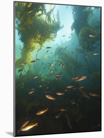 Juvenile Copper Rockfish Hiding Among, Giant Kelp, Browning Passage, British Columbia, Canada-Stuart Westmorland-Mounted Photographic Print