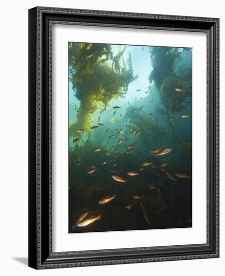 Juvenile Copper Rockfish Hiding Among, Giant Kelp, Browning Passage, British Columbia, Canada-Stuart Westmorland-Framed Photographic Print