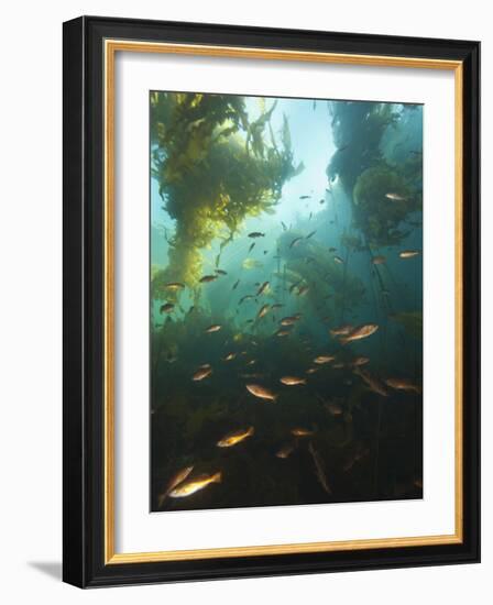 Juvenile Copper Rockfish Hiding Among, Giant Kelp, Browning Passage, British Columbia, Canada-Stuart Westmorland-Framed Photographic Print