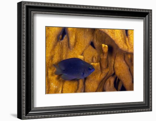 Juvenile Damselfish hiding in Blade fire coral, Honduras-Claudio Contreras-Framed Photographic Print