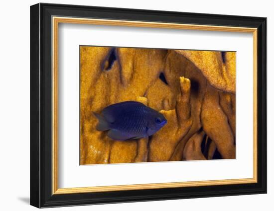 Juvenile Damselfish hiding in Blade fire coral, Honduras-Claudio Contreras-Framed Photographic Print