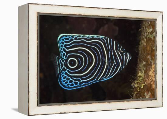 Juvenile Emperor Angelfish (Pomacanthus Imperator), Alam Batu, Bali, Indonesia-Reinhard Dirscherl-Framed Premier Image Canvas