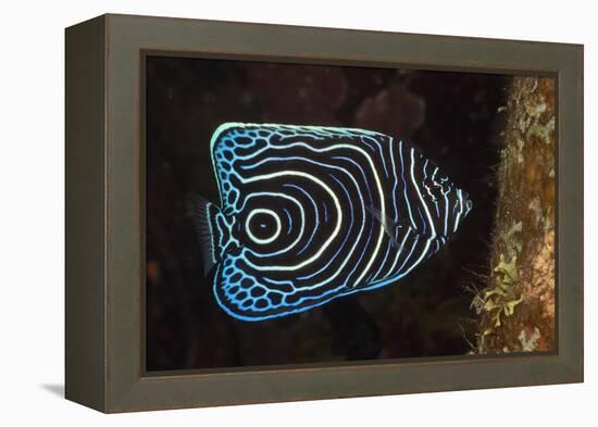 Juvenile Emperor Angelfish (Pomacanthus Imperator), Alam Batu, Bali, Indonesia-Reinhard Dirscherl-Framed Premier Image Canvas