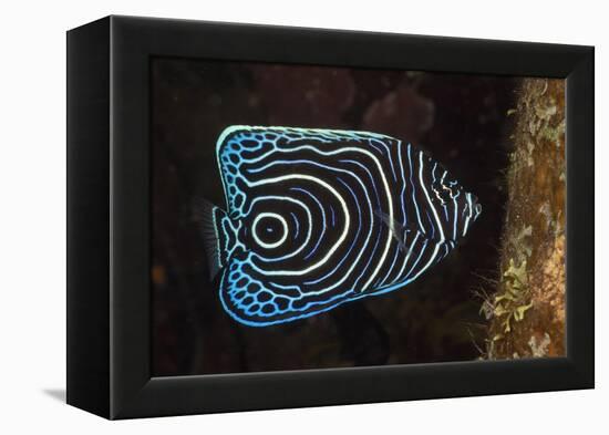 Juvenile Emperor Angelfish (Pomacanthus Imperator), Alam Batu, Bali, Indonesia-Reinhard Dirscherl-Framed Premier Image Canvas