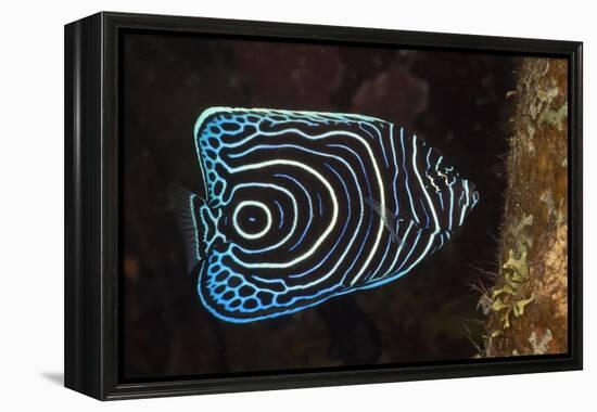 Juvenile Emperor Angelfish (Pomacanthus Imperator), Alam Batu, Bali, Indonesia-Reinhard Dirscherl-Framed Premier Image Canvas