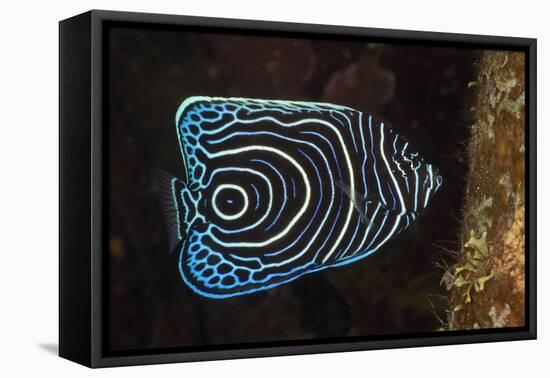Juvenile Emperor Angelfish (Pomacanthus Imperator), Alam Batu, Bali, Indonesia-Reinhard Dirscherl-Framed Premier Image Canvas