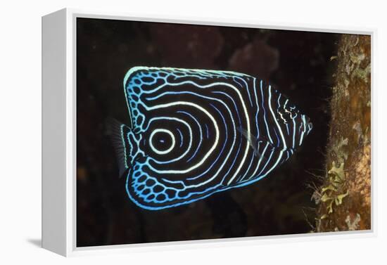 Juvenile Emperor Angelfish (Pomacanthus Imperator), Alam Batu, Bali, Indonesia-Reinhard Dirscherl-Framed Premier Image Canvas